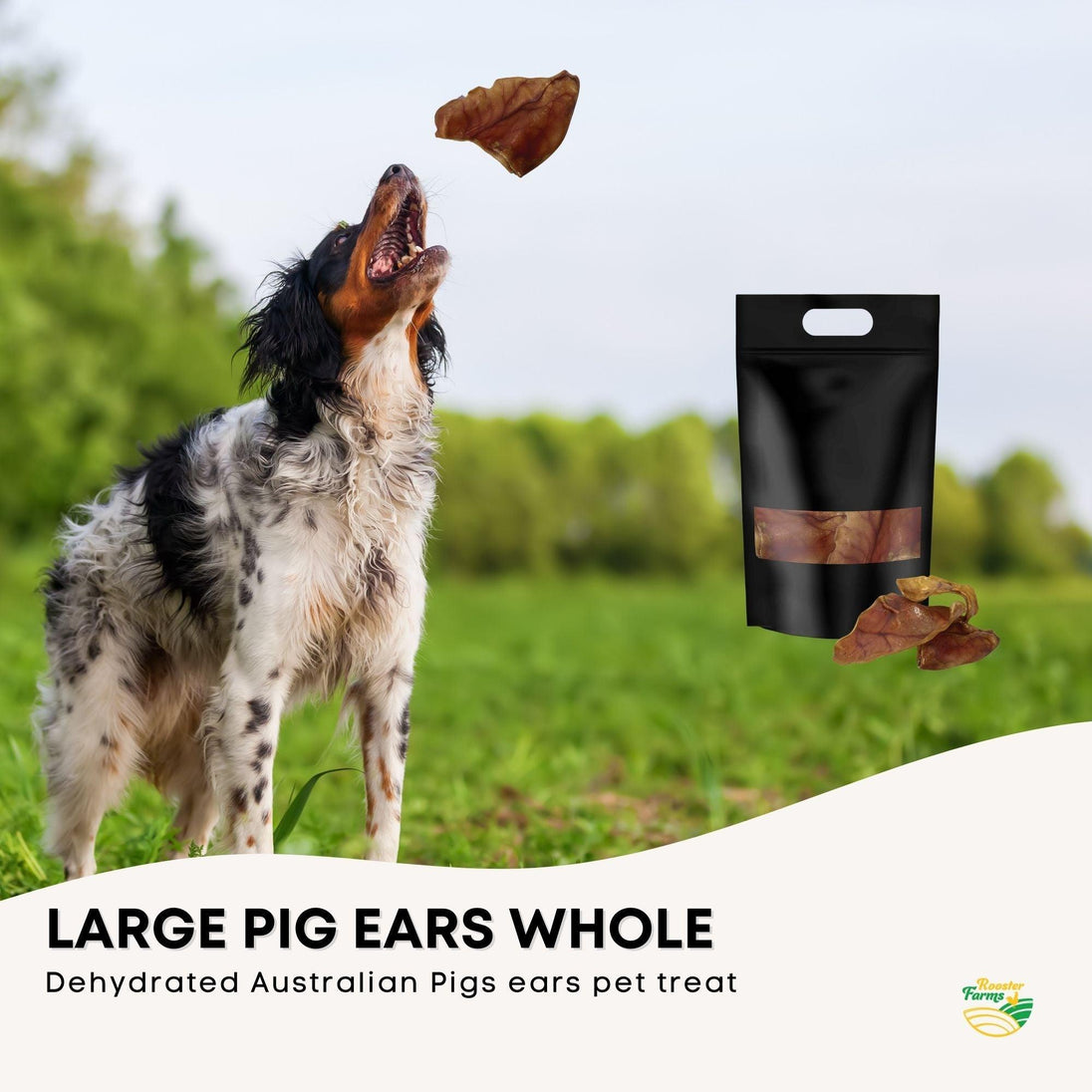 Buy 10x Dog Treat Large Pig Ears Whole - Dehydrated Australian Healthy Puppy Chew discounted | Products On Sale Australia