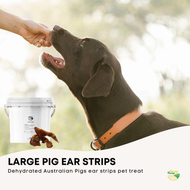 Buy 1Kg Dog Treat Pig Ear Strips Bucket - Dehydrated Australian Healthy Puppy Chew discounted | Products On Sale Australia