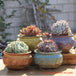 Buy 4/5/6 Pots Set Ceramic Clay Pottery Pots Succulent Flower Planter Draining Hole(Style 01# 4 Pots Set) discounted | Products On Sale Australia