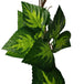 Buy Artificial Pothos / Ivy Hanging Vines 260cm Each (5 pack) discounted | Products On Sale Australia