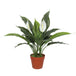 Buy Artificial Spathiphyllum Peace Lily Plant with White Flowers 60cm discounted | Products On Sale Australia