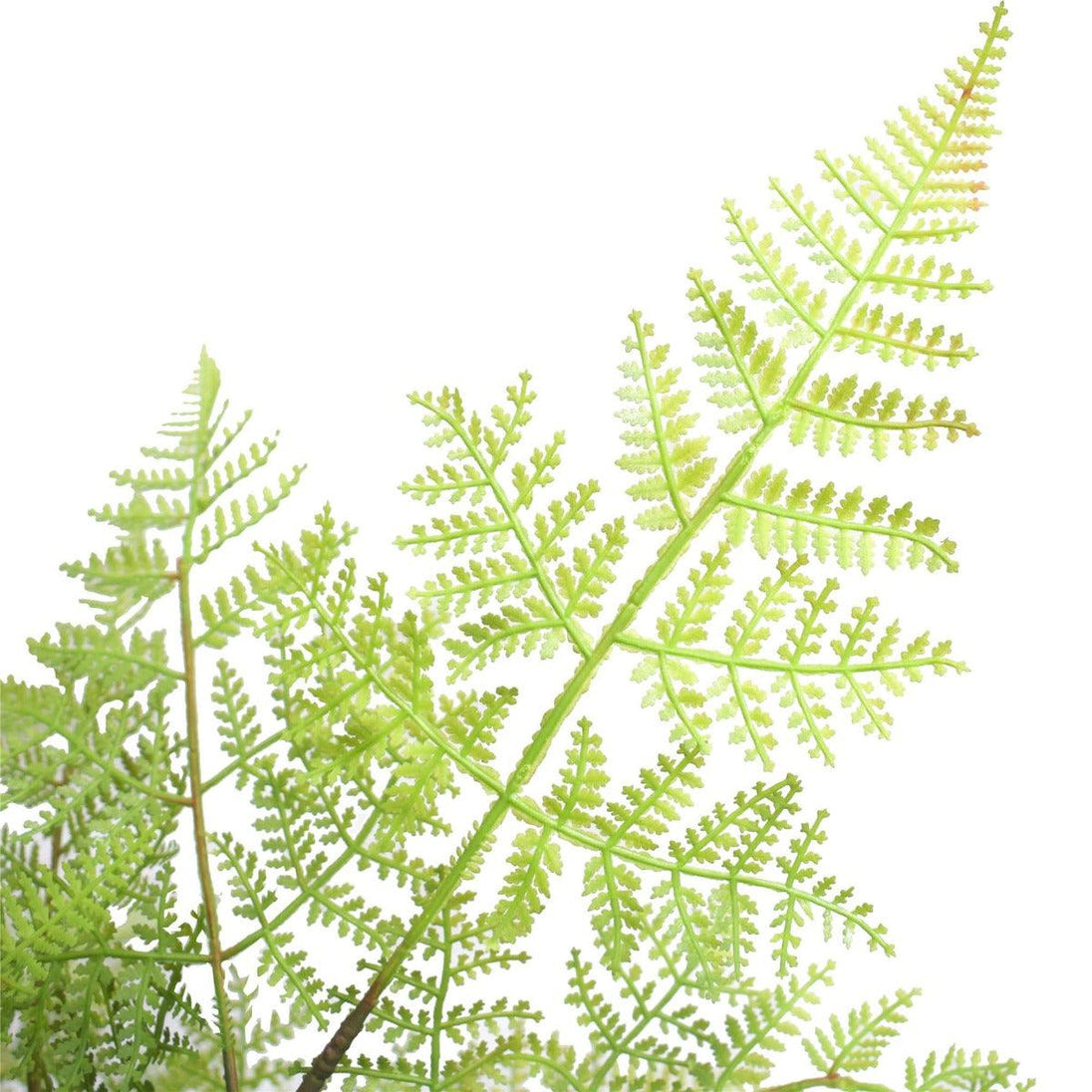 Buy Faux Natural Fern Tree 90cm discounted | Products On Sale Australia