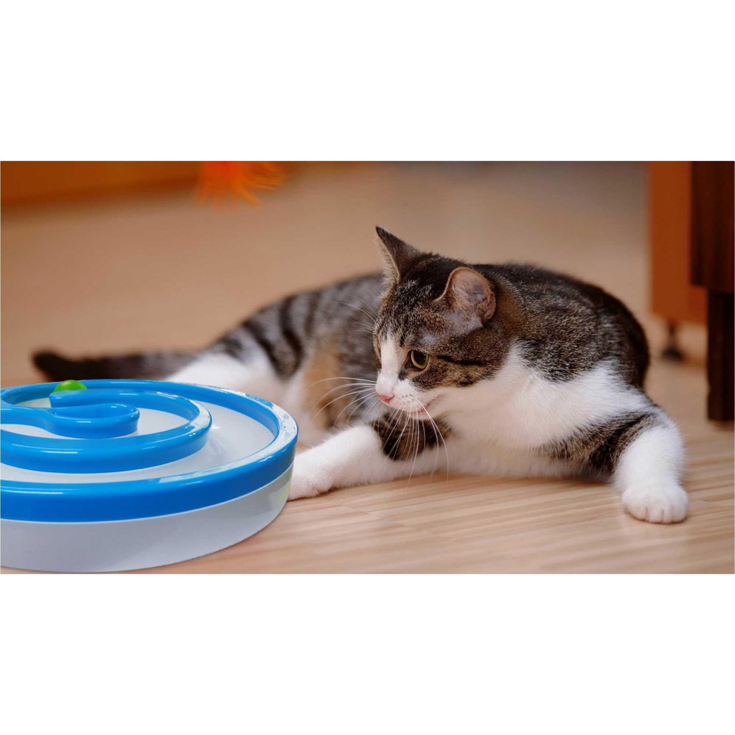 Buy Interactive Cat Track Circle with LED Sound Light Rolling Ball - Chase Play Toy discounted | Products On Sale Australia