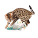 Buy Jittering Trout Cat Toy - Flopping Dancing Fish + Catnip Silvervine Electric USB discounted | Products On Sale Australia