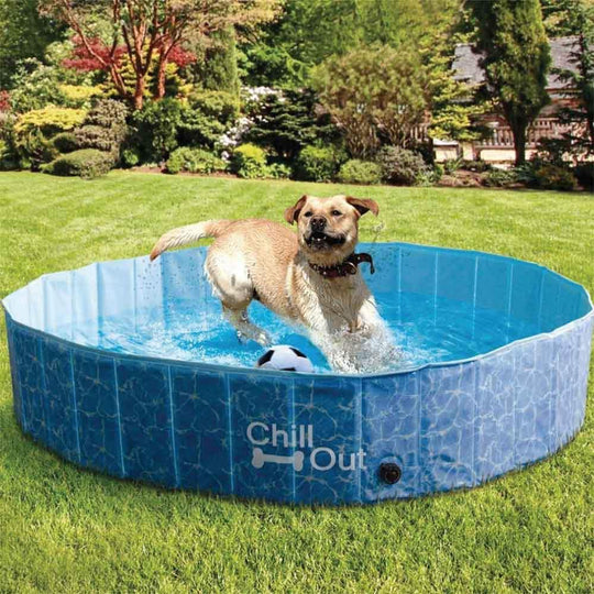 Buy L Dog Swimming Pool Pet Chill Out Plastic Puppy Bath Splash Fun All For Paws discounted | Products On Sale Australia