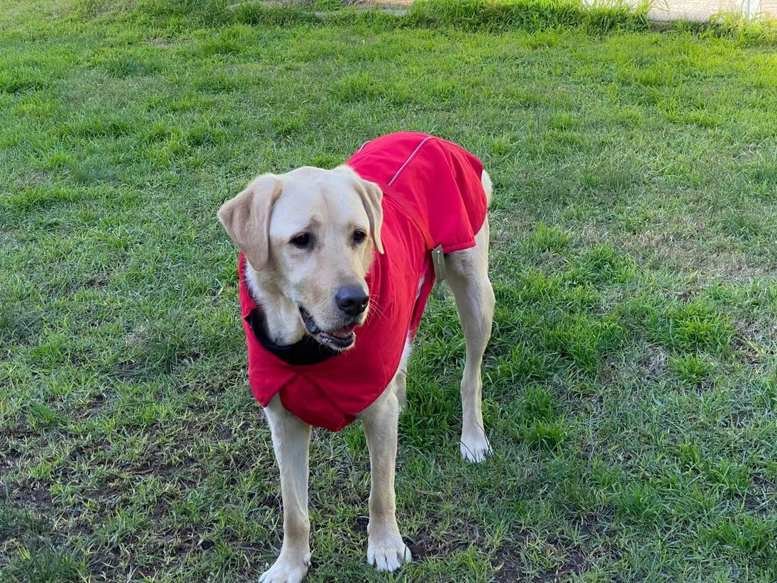 Buy Pet Dog Raincoat Poncho Jacket Windbreaker Waterproof Clothes with Harness Hole-M-Red discounted | Products On Sale Australia