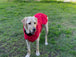 Buy Pet Dog Raincoat Poncho Jacket Windbreaker Waterproof Clothes with Harness Hole-M-Red discounted | Products On Sale Australia