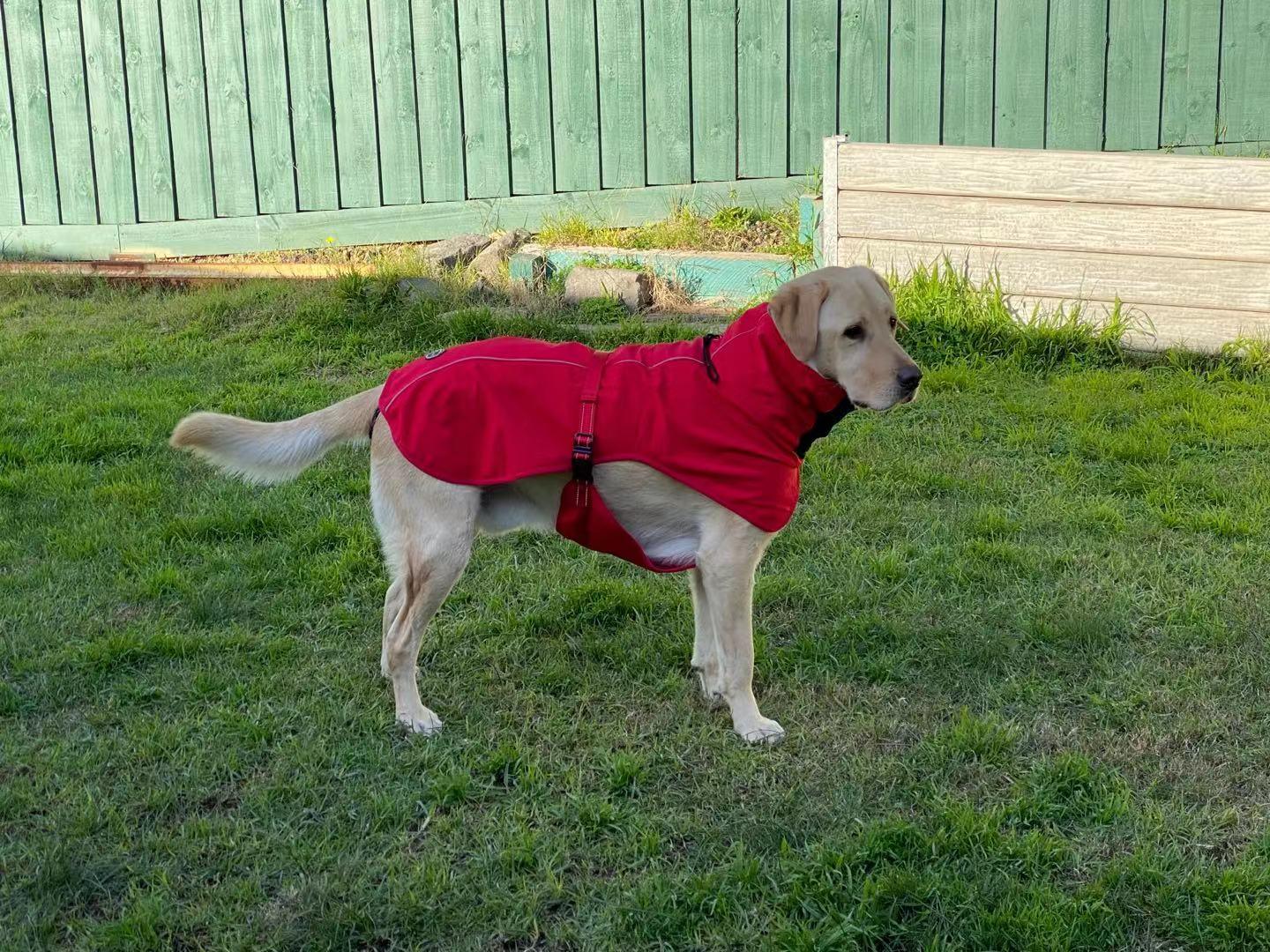 Buy Pet Dog Raincoat Poncho Jacket Windbreaker Waterproof Clothes with Harness Hole-M-Red discounted | Products On Sale Australia