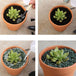 Buy 10x 8cm Flower Pot Pots Clay Ceramic Plant Drain Hole Succulent Cactus Nursery Planter discounted | Products On Sale Australia