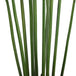 Buy Artificial Multi Stem Hawaii Palm 190cm discounted | Products On Sale Australia