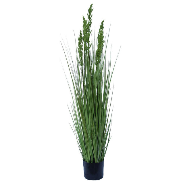 Buy Flowering Native Grass 120 cm discounted | Products On Sale Australia