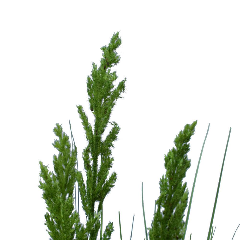 Buy Flowering Native Grass 120 cm discounted | Products On Sale Australia