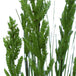 Buy Flowering Native Grass 120 cm discounted | Products On Sale Australia