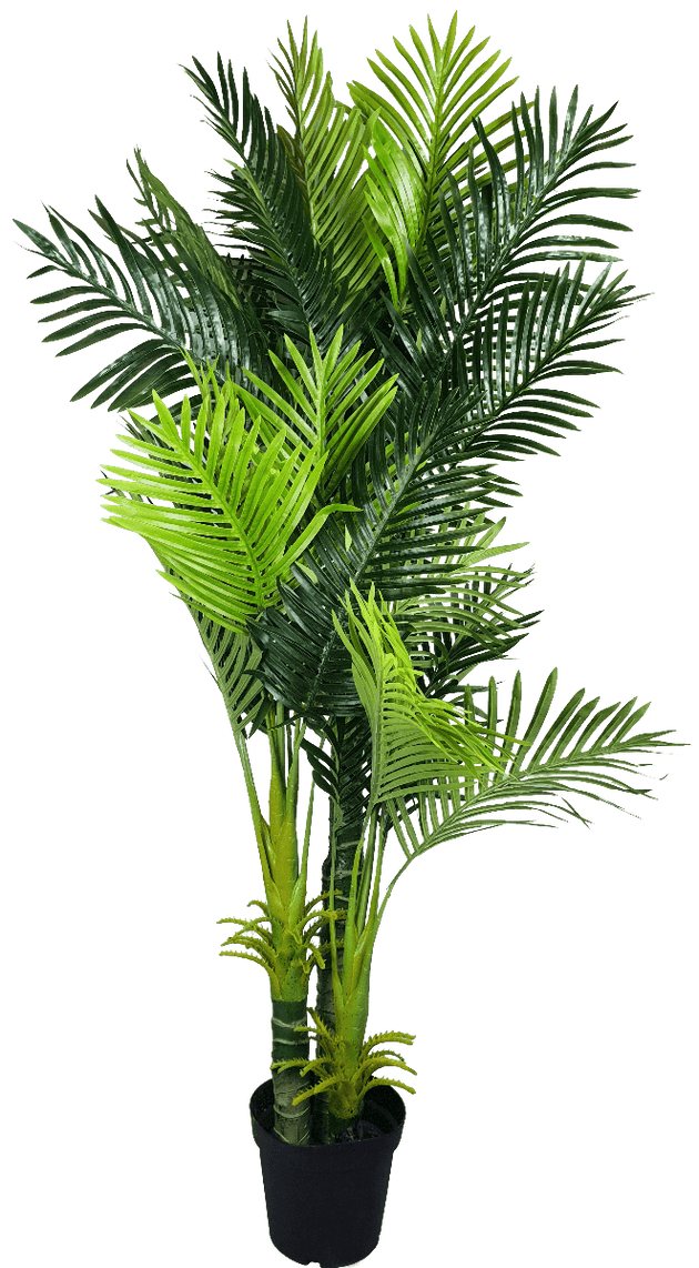 Buy Multi Trunk Hawaii Palm 180cm discounted | Products On Sale Australia