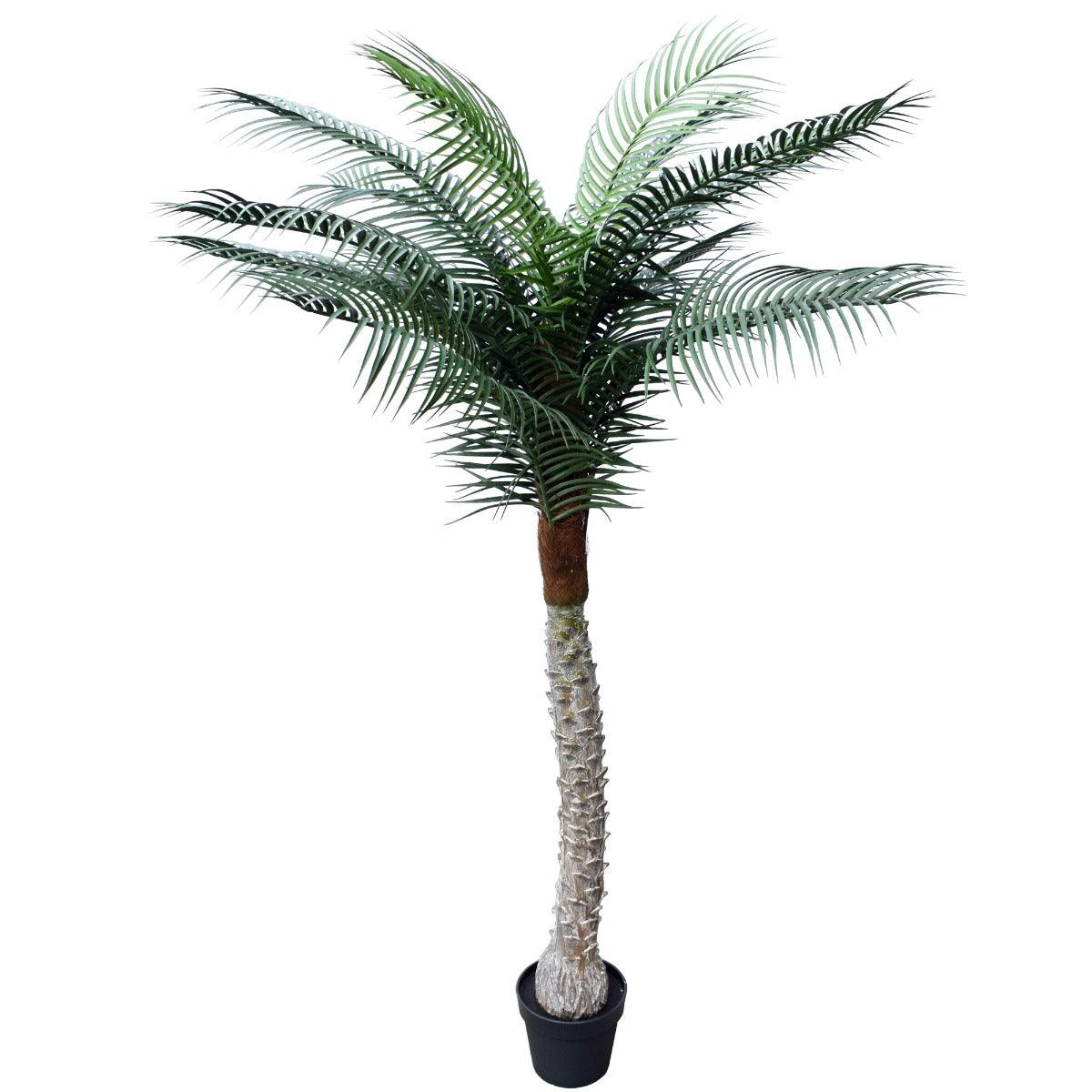 Buy Tropical Phoenix Palm Tree 170cm UV Resistant discounted | Products On Sale Australia