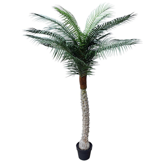 Tropical Phoenix Palm Tree 170cm UV Resistant Products On Sale Australia | Home & Garden > Artificial Plants Category